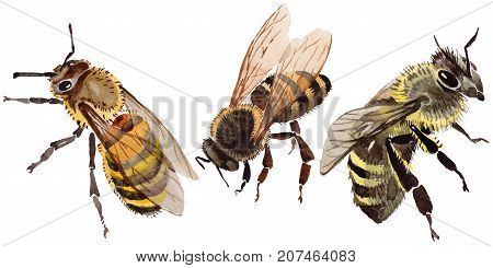 Exotic bee wild insect in a watercolor style isolated. Full name of the insect: bee, honeybee. Aquarelle wild insect for background, texture, wrapper pattern or tattoo.