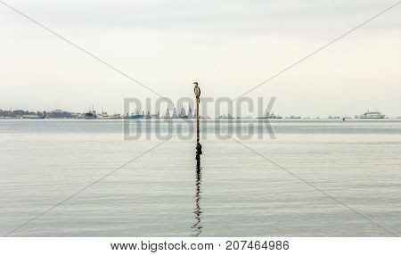 Small Bird standing at the beach in Luanda City