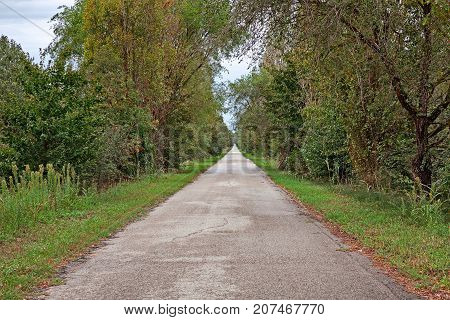 Porto Tolle, Veneto, Italy: long straight road in the Po Delta Park with trees and plants on the sides