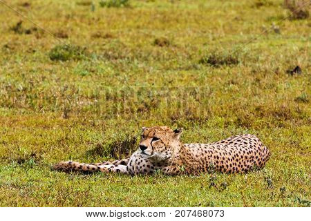 Cheetahs of Serengeti. Savanna Ndutu, Tanzania, Africa