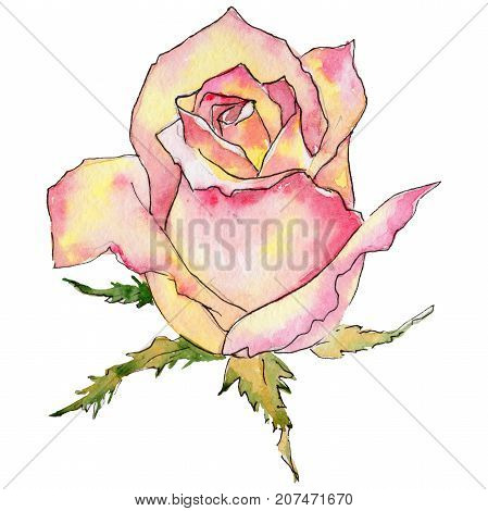 Wildflower rose flower in a watercolor style isolated. Full name of the plant: rose. Aquarelle wild flower for background, texture, wrapper pattern, frame or border.