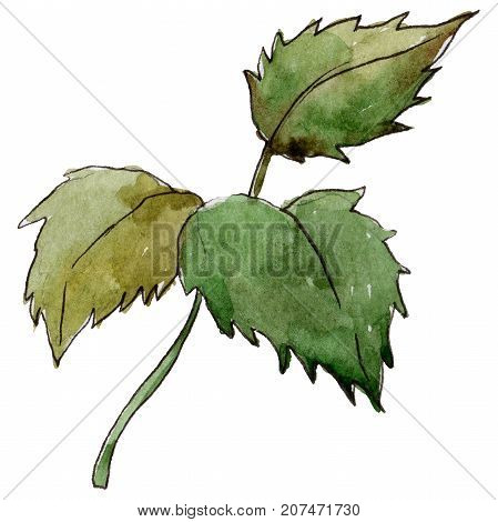 Wildflower rose leaf flower in a watercolor style isolated. Full name of the plant: rose leaf. Aquarelle wild flower for background, texture, wrapper pattern, frame or border.
