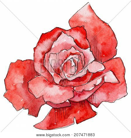 Wildflower rose flower in a watercolor style isolated. Full name of the plant: rose. Aquarelle wild flower for background, texture, wrapper pattern, frame or border.