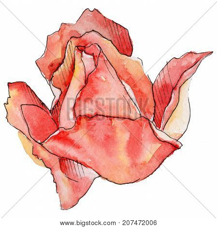 Wildflower rose flower in a watercolor style isolated. Full name of the plant: rose. Aquarelle wild flower for background, texture, wrapper pattern, frame or border.