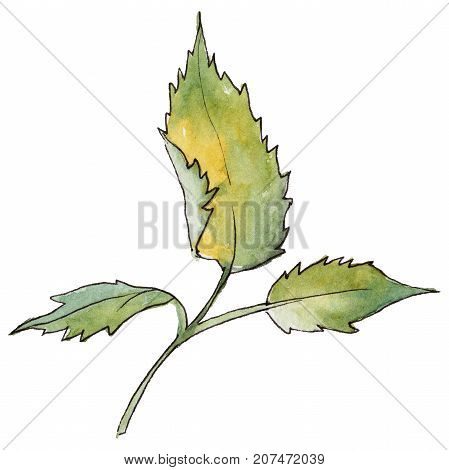 Wildflower rose leaf flower in a watercolor style isolated. Full name of the plant: rose leaf. Aquarelle wild flower for background, texture, wrapper pattern, frame or border.