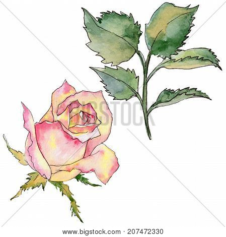 Wildflower rose flower in a watercolor style isolated. Full name of the plant: rose. Aquarelle wild flower for background, texture, wrapper pattern, frame or border.