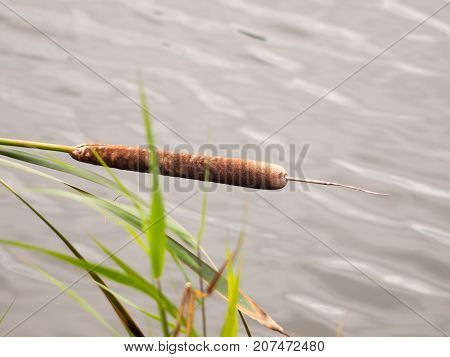 Single Brown Bull Rush Top Over Lake Top Surface Close Up