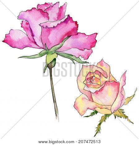 Wildflower rose flower in a watercolor style isolated. Full name of the plant: rose. Aquarelle wild flower for background, texture, wrapper pattern, frame or border.