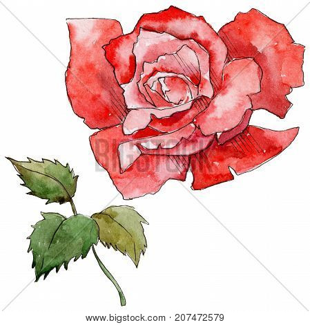 Wildflower rose flower in a watercolor style isolated. Full name of the plant: rose. Aquarelle wild flower for background, texture, wrapper pattern, frame or border.