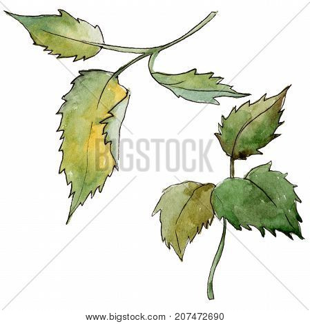 Wildflower rose leaf flower in a watercolor style isolated. Full name of the plant: rose leaf. Aquarelle wild flower for background, texture, wrapper pattern, frame or border.
