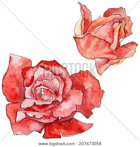 Wildflower rose flower in a watercolor style isolated. Full name of the plant: rose. Aquarelle wild flower for background, texture, wrapper pattern, frame or border.