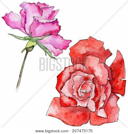 Wildflower rose flower in a watercolor style isolated. Full name of the plant: rose. Aquarelle wild flower for background, texture, wrapper pattern, frame or border.