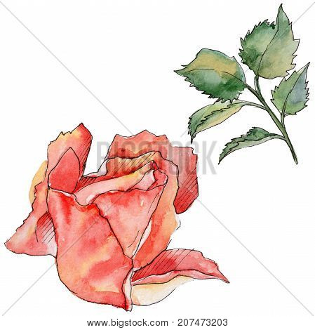 Wildflower rose flower in a watercolor style isolated. Full name of the plant: rose. Aquarelle wild flower for background, texture, wrapper pattern, frame or border.