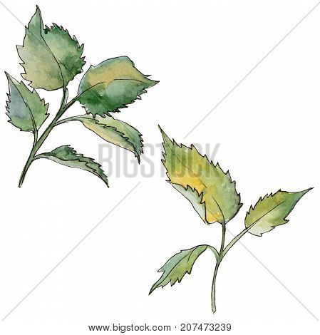 Wildflower rose flower in a watercolor style isolated. Full name of the plant: rose. Aquarelle wild flower for background, texture, wrapper pattern, frame or border.