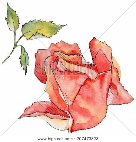 Wildflower rose flower in a watercolor style isolated. Full name of the plant: rose. Aquarelle wild flower for background, texture, wrapper pattern, frame or border.