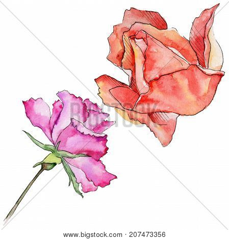 Wildflower rose flower in a watercolor style isolated. Full name of the plant: rose. Aquarelle wild flower for background, texture, wrapper pattern, frame or border.