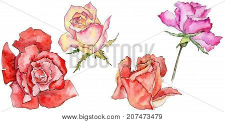 Wildflower rose flower in a watercolor style isolated. Full name of the plant: rose. Aquarelle wild flower for background, texture, wrapper pattern, frame or border.