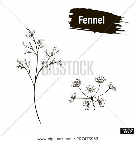 Outline Drawing Of Fennel.