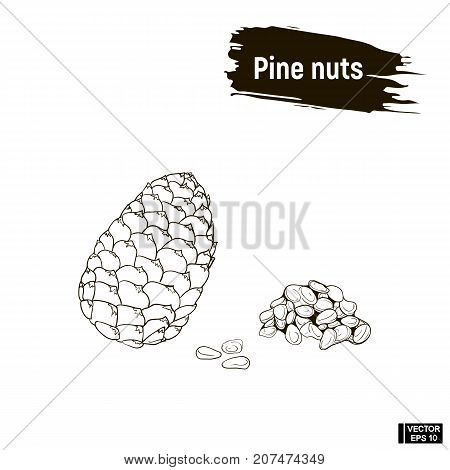 Outline Pattern Of Cedar Nuts