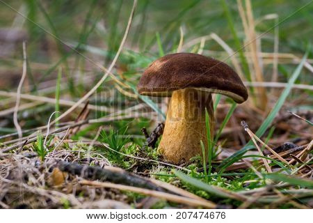 Single Edible Boletus Grows From Moss