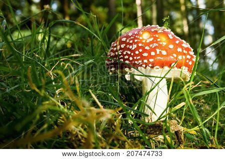 Single Red Poison Mushroom Grows In Grass
