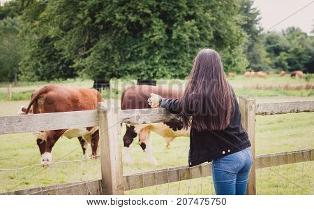 a young teenager looking at the cows in a field next to Lackham Collegein Lacock Somerset EnglandEurope