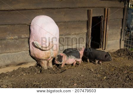Piglets running around outdoors having fun in the sunshine. Pig mother or sow with large teats in the background.