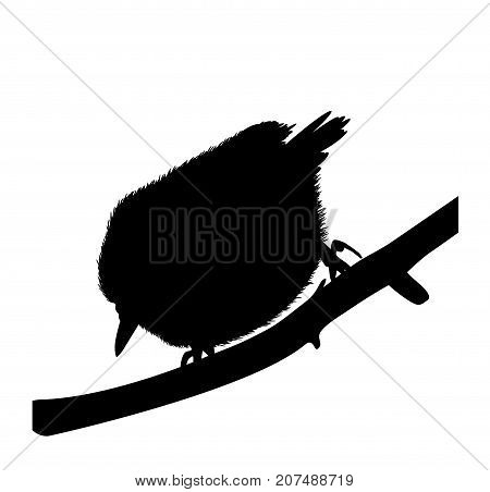 Silhouette of a bird nuthatch. There is a variant in a vector.