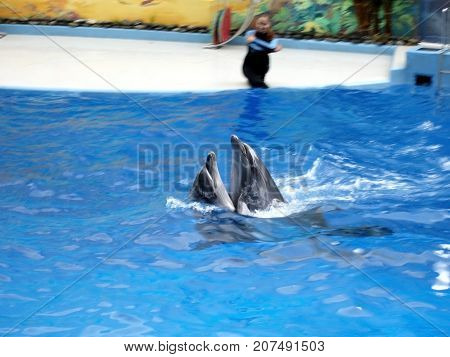 At the Dolphinarium during the presentation, two dolphins are dancing