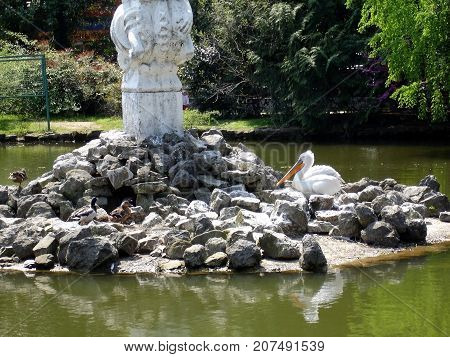 On the island in the middle of the pond is a Pelican