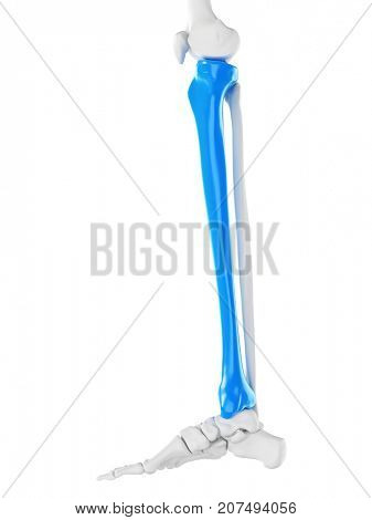 3d rendered medically accurate illustration of the tibia