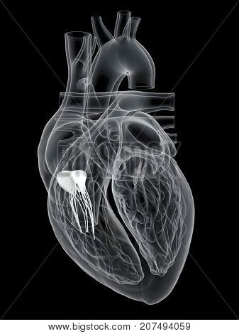 3d rendered medically accurate illustration of the tricuspid valve