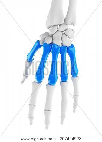 3d rendered medically accurate illustration of the metacarpals