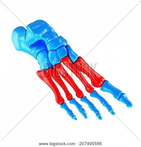 3d rendered medically accurate illustration of the metatarsal