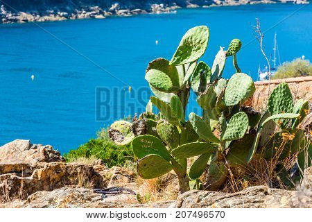 Cactus on the rock in Corsica beach sea