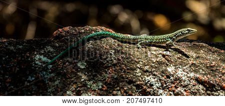 Small lizard waiting on the stone, Corsica