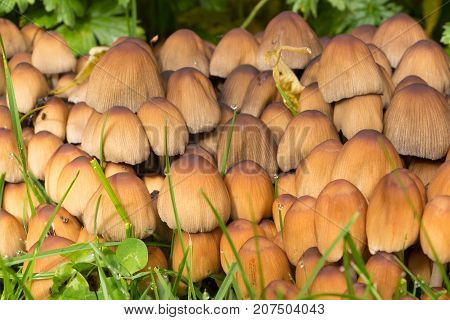Brown glistening inkcap mushrooms in grass during autumn