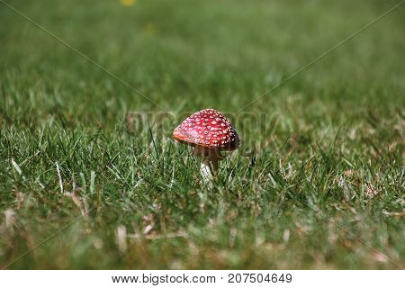 Toadstool toxic mushroom red and white on grass