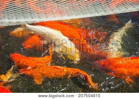 Fish red Japanese carp koi in the net on the lake