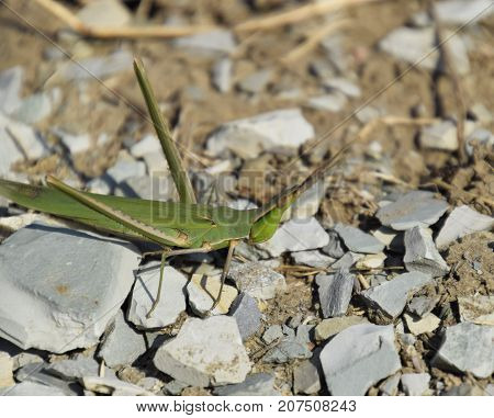 Green Locust, Wing Insect. Pest Of Agricultural Crops.