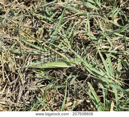 Green Locust, Wing Insect. Pest Of Agricultural Crops. Locusts O
