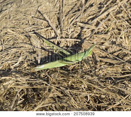 Green Locust, Wing Insect. Pest Of Agricultural Crops. Locusts O