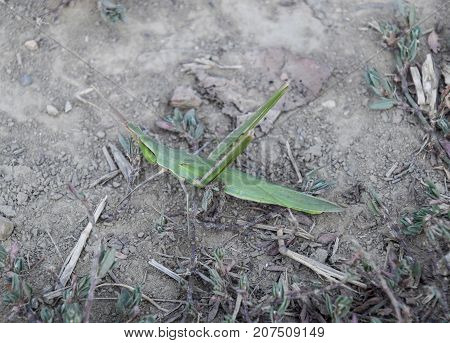 Green Locust, Wing Insect. Pest Of Agricultural Crops. Locusts O