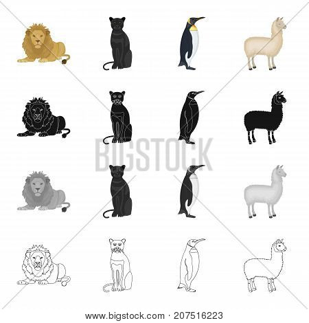 Wild animal predator, lion, panther, bird penguin, llama. Different kinds of animal set collection icons in cartoon black monochrome outline style vector symbol stock illustration .