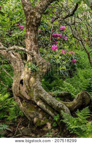 Gnarly Tree And Rhododendron Bushes