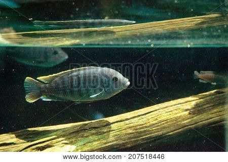 African Cichlids Cichlidae Swim In Freshwater Rivers In Africa