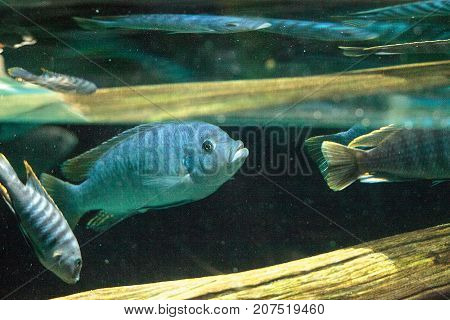 African Cichlids Cichlidae Swim In Freshwater Rivers In Africa