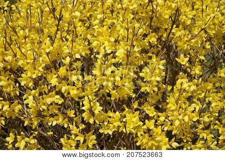 yellow forsythia flower blooming in spring for design