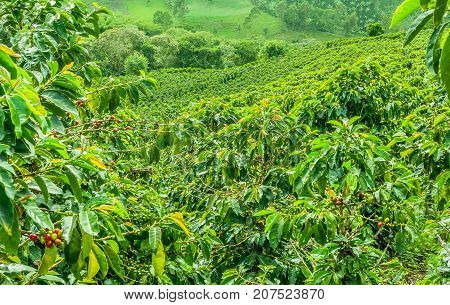 This image shows a coffee plantation in Jerico Colombia in the state of Antioquia.