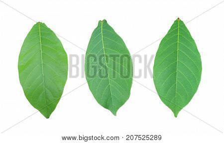 Malabar or Terminalia catappa of green Leaves isolated on white background and have clipping paths.